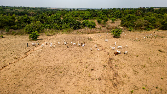 Iwo, Nigeria - 03 April 2025: Aerial view of a herd of cattle grazing in a dry, open field with scattered trees and shrubs in the rural landscape.