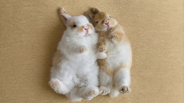 Domestic Rabbit