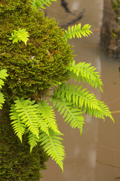 Licorice ferns (Polypodium glycyrrhiza) along Rail Trail Boardwalk, Ankeny National Wildlife Refuge, Oregon