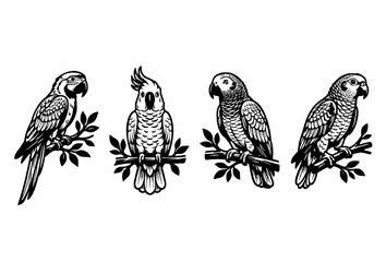 Black and White Parrot Macaw Cockatoo African Grey Sketch Vector Set Perched on Branch Illustration © Abddulah