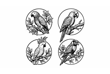 Parrot Macaw Cockatoo Sketch Circle Badge Vector Set Perched Branch Leaves Flowers Black White Illustration © Abddulah