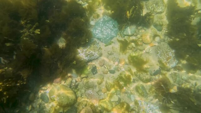 Panning view underwater close to the shore with small fish, rocks and seaweed. Rays of light dancing on the bottom and seaweed swaying in the current near the seashore.