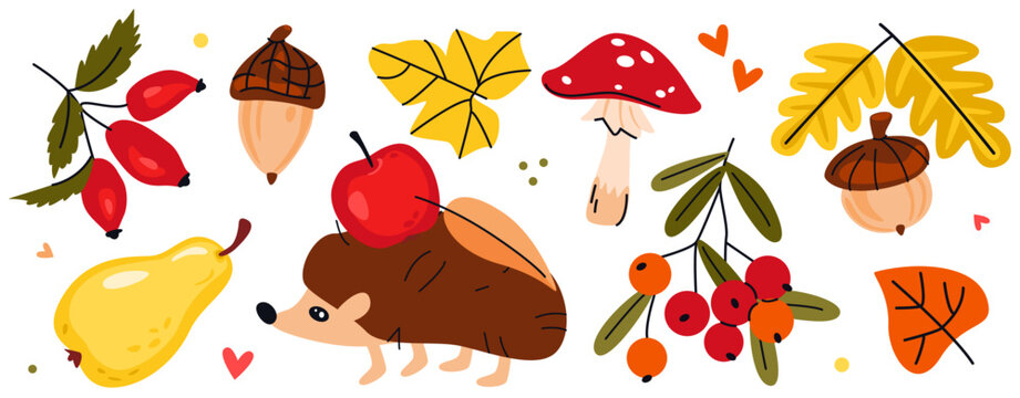 Autumn forest elements collection isolated on white background. Hand drawn vector illustration. Set with hedgehog, mushrooms, leaves, berries, acorns and apple
