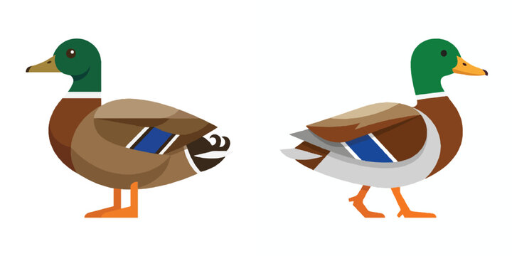 A minimalist flat design of a mallard duck, simple geometric layers, no outline, solid green and brown tones, isolated on a white background.
