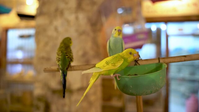 Close-up shot of two vibrant green ring-necked parakeets perched on a wooden stick at Souq Waqif animal market in Doha, Qatar, with a warm bokeh background of the traditional market interior.
