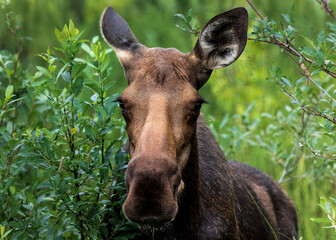 Naklejka premium Photograph of a moose in Talkeetna, Alaska, USA. July 16, 2025. 