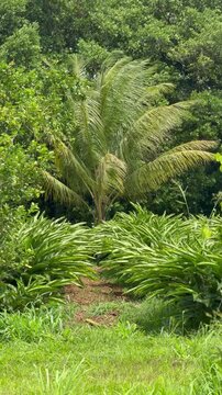 Vertical cinematic shot of an organic atoumo plantation path with a coconut tree swaying in the wind in the background