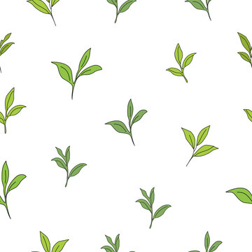 Tea leaves seamless pattern. Green tea leaf botanical background. Hand drawn herbal foliage texture. Natural organic plant repeat. Minimal floral vector wallpaper for fabric textile wrapping paper pac