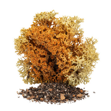 Detailed cluster of golden dried lichen with sponge-like textures and branched structures resting on granular forest soil against a transparent background botanical study