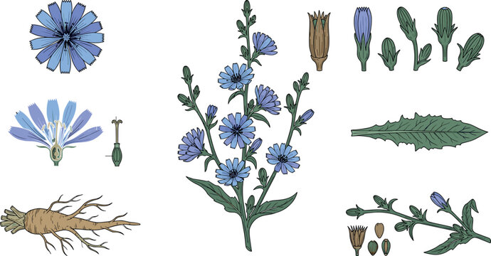 Chicory Plant Botanical Diagram Set with Blue Flower Head Anatomy Taproot Ribbed Buds Serrated Leaf and Achenes Seeds Vector Illustrations
