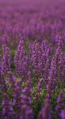 Fototapeta premium Wide panoramic view of a vibrant purple salvia flower field blurred by the intense summer heat creating a soft background focus, nature, garden, flowers