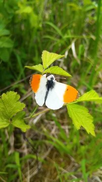  Orange tip butterfly (Anthocharis cardamines) sitting on green leaves , Male orange tip butterfly with open wings on a leaf, macro nature shot.
