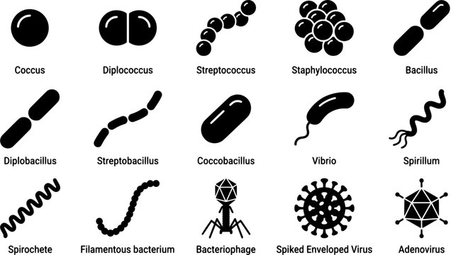 Bacteria and virus icon set. Various types of microorganisms and pathogens illustrated in black silhouette style. Editable vector illustration isolated on white background.