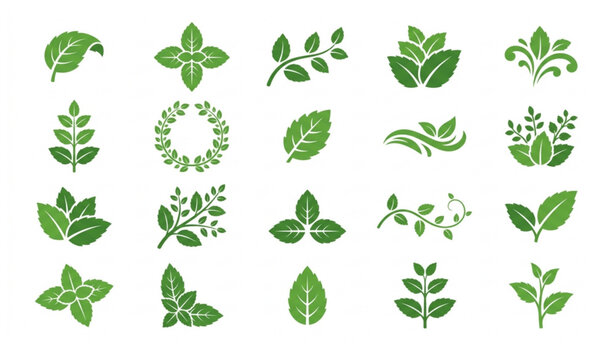 Botanical Mint Leaf Vector Set with Fresh Herbal Icon Collection
