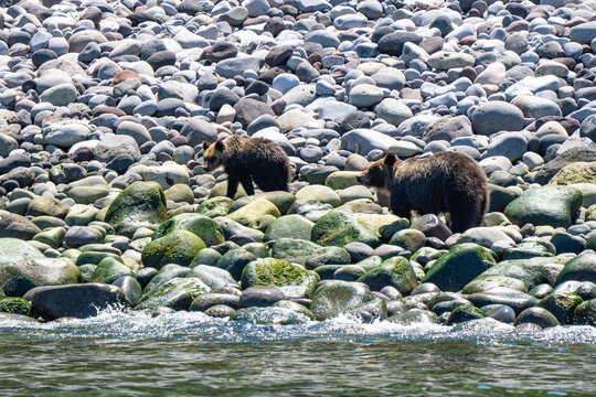 Brown bears, Hokkaido, Japan