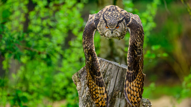 A Eurasian eagle owl flying low toward the camera with wings spread and intense orange eyes, surrounded by a green natural background. Powerful bird of prey and raptor in motion.