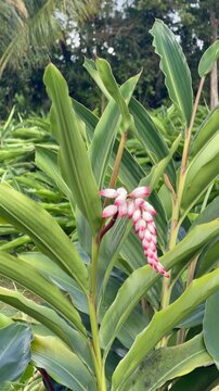 Vertical cinematic close-up of a blooming atoumo flower pink and white shell ginger in a lush tropical garden
