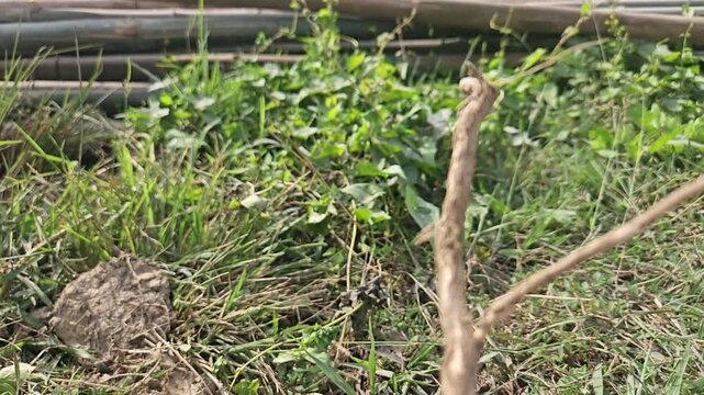 Ground-level macro footage of Tiger Butterfly resting among dry grass in its natural habitat. Detailed wing patterns, natural behavior, and peaceful outdoor environment with softly blurred background
