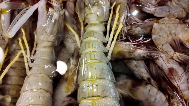 Close-up footage of fresh raw mantis shrimp displayed with prawns at a traditional Thai seafood market. Premium seafood showcased for sale on a local market stall in 4K.