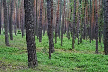 Fototapeta premium Forêt à Pilsen
