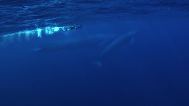Wide underwater shot of a swimmer beside a female blue whale, Balaenoptera musculus, as her calf rises to the surface to breathe in the clear waters of the Timor Sea.