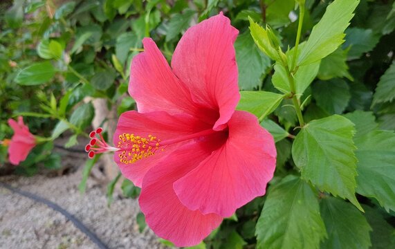 Rose hibiscus flower in the garden. 