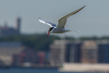 Fototapeta premium The Tern flies holding a beak a tail of other Tern.