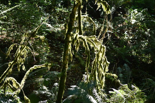 moos and lichens