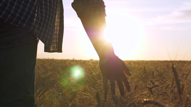 nature and agriculture, farmer feeling wheat texture with hand, farmer touching crops, farmer inspecting wheat with his hand, farmer hand checking wheat quality, sunlight shining through, close-up of