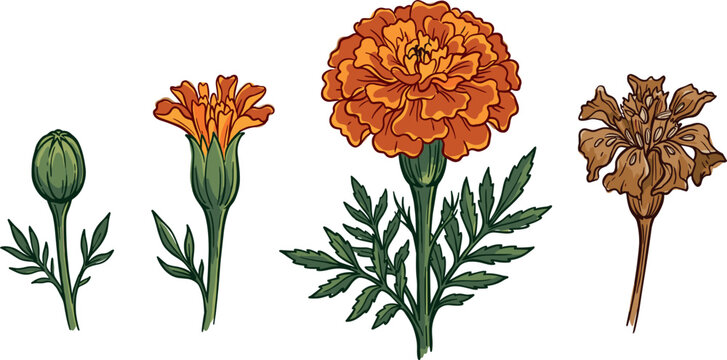Marigold Flower Growth Stage and Lifecycle Vector Illustration Set with Closed Green Bud Young Sprout Full Bloom and Withered Dried Seed Head Elements