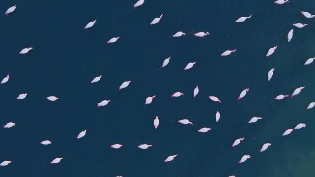 Overhead drone view of flamingos spread across shallow lagoon water. Coastal wetland habitat with birds standing and moving through calm blue water