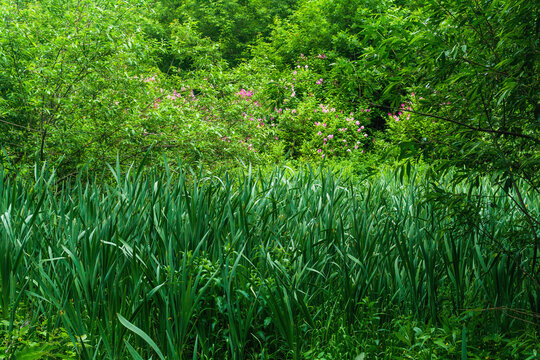 Beautiful summer landscape with green grass and bushes in the forest.