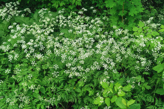 White wildflowers on green grass background. Natural floral background.