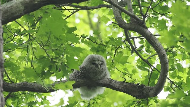 木の上で親を待つエゾフクロウの幼鳥