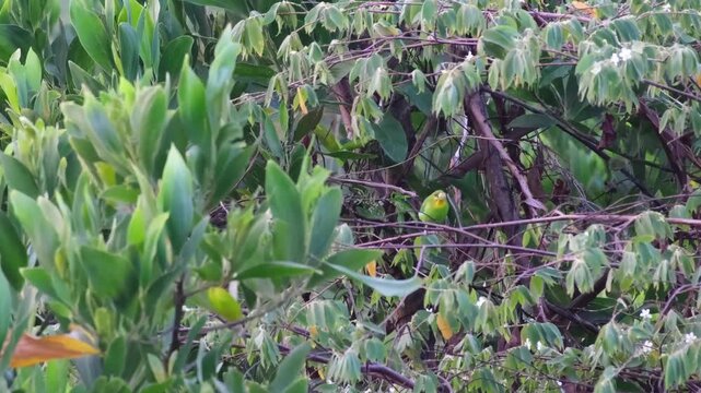 Yellow-throated Leafbird Feeding on Fruit with Visible Swallowing Before Departure, Palawan Philippines