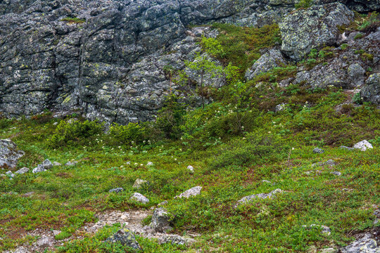 Mountain landscape with green grass and rocks under cloudy sky in summer
