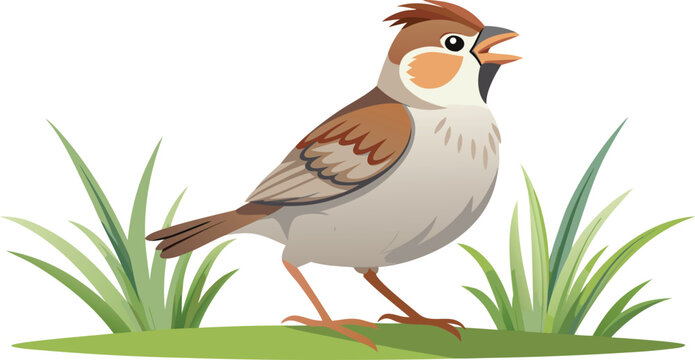 House sparrow perched in green grass with standing wildlife creature ornithology illustration isolated chirping feathers