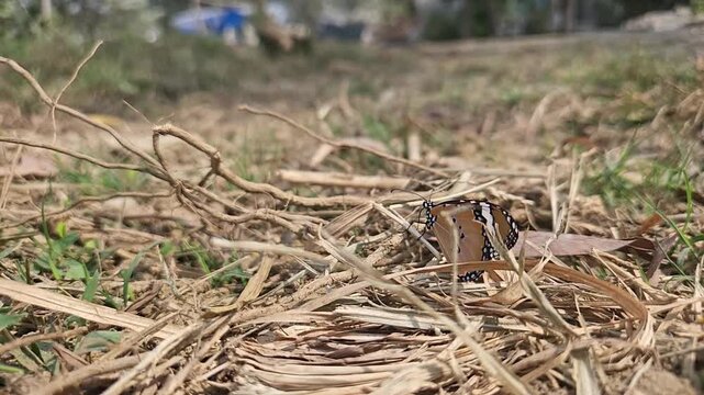 Ground-level macro footage of Tiger Butterfly resting among dry grass in its natural habitat. Detailed wing patterns, natural behavior, and peaceful outdoor environment with softly blurred background