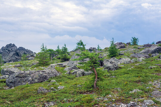 Summer mountain landscape with green grass, rocks and dwarf trees on the slope