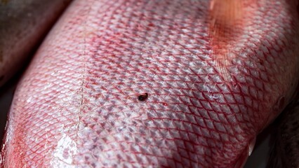 Extreme macro close-up of vibrant red snapper fish scales showing detailed natural texture and pattern, ideal for backgrounds representing marine life and the beauty of tropical ocean creatures. © Muhammad Rafa