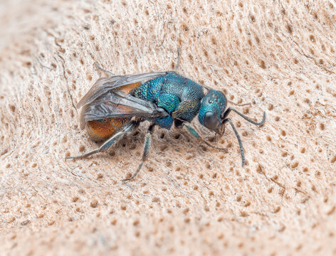 Zu sehen ist eine detailreiche seitliche Nahaufnahme einer bunten Goldwespe (Chrysididae), die auf einem h&ouml;lzernen Untergrund sitzt.