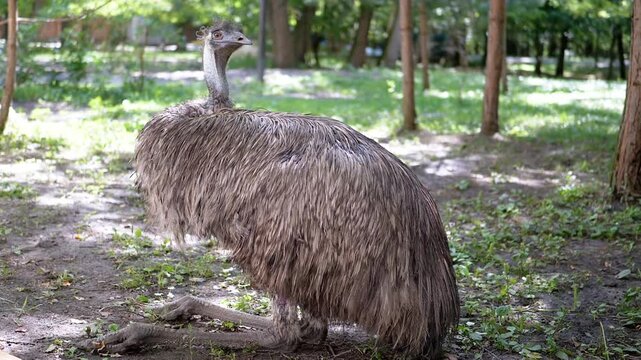 An emu sits peacefully on the ground in a park, its feathers ruffled. Trees and a white chicken create a natural backdrop. This scene depicts the quiet beauty of wildlife.