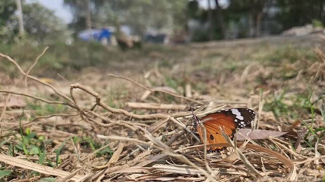 Ground-level macro footage of Tiger Butterfly resting among dry grass in its natural habitat. Detailed wing patterns, natural behavior, and peaceful outdoor environment with softly blurred background