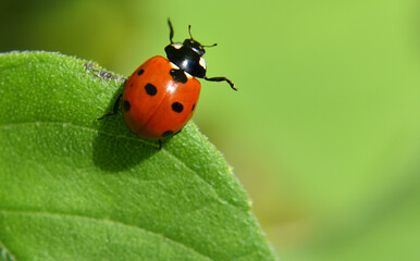 A ladybug in the garden, Sainte-Apolline, Québec, Canada © Claude Laprise