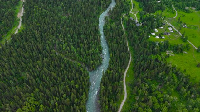 Majestic top down drone view of a turquoise mountain river flowing through a dense green pine forest in Altai.