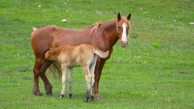 A beautiful chestnut mare standing on a green pasture field while her cute young foal is nursing.