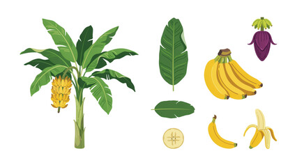 Assorted fresh tropical fruits including banana, plantain, and purple figs © MDFOYSAL