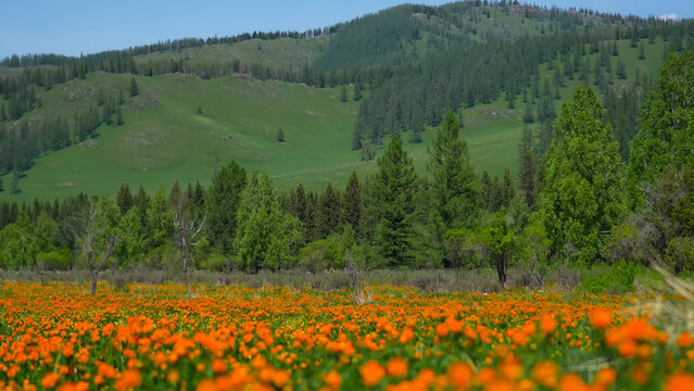 A breathtaking panoramic landscape of a vast mountain meadow covered with blooming orange globeflowers under the majestic Altai Mountains.