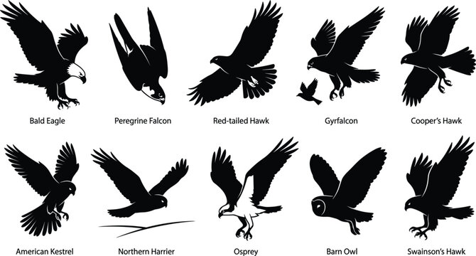 Birds of Prey Silhouette Collection Featuring Flying Eagle Falcon Hawk Osprey and Owl Icons for Wildlife Vector Designs