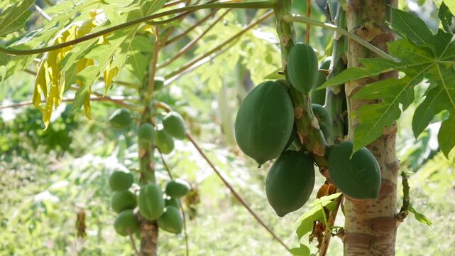 Green papaya fruits grow on tree trunks in a sunny plantation orchard. Fruit plantation.